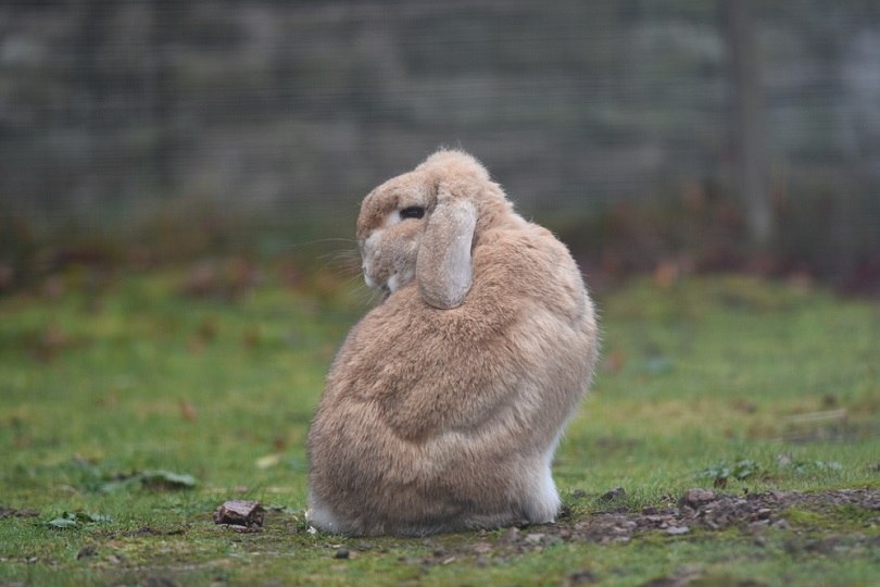 Sandy Dwarf lop eared rabbit_Lisa Leonardo_shutterstock