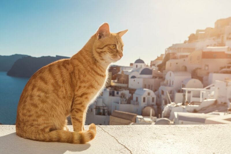 200 Popular Stray Cat Names Unique Ideas For Your Wild Feline PangoVet list-of-cute-dog-names-for-your-adorable-pet-grammarvocab