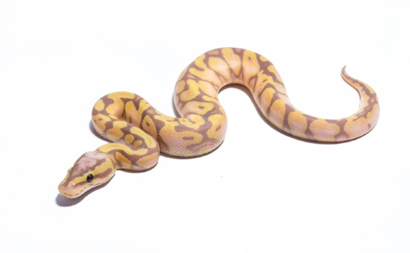Scaleless Ball Python Morph: Info, Pictures, Facts & Care Guide | PangoVet