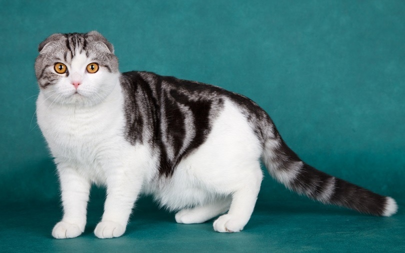 Scottish-fold cat
