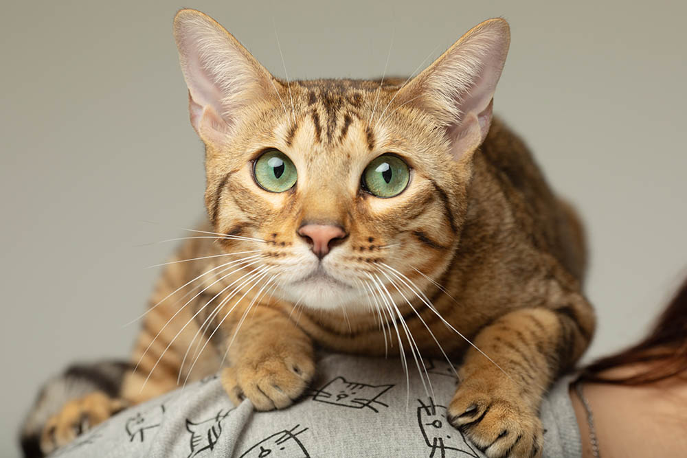 11 Most Popular Pets in South Africa in 2024 (With Pictures) PangoVet