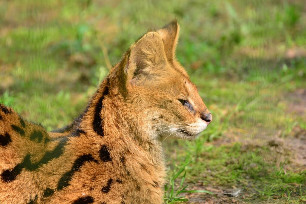 Serval Cat side view close up_Pixabay