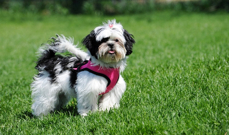 Shih Tzu wearing Shih Tzu harness