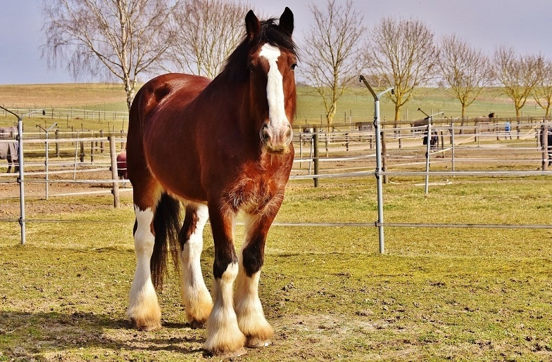 Shire Horse_Alexas_Fotos, Pixabay