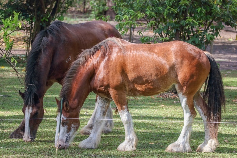 Shire and Clydesdale Horses_Shutterstock_R.M.T