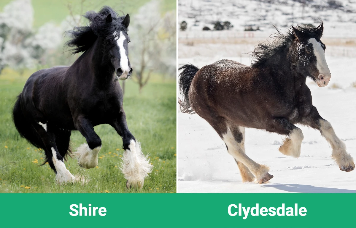 Shire vs Clydesdale - Visual Differences