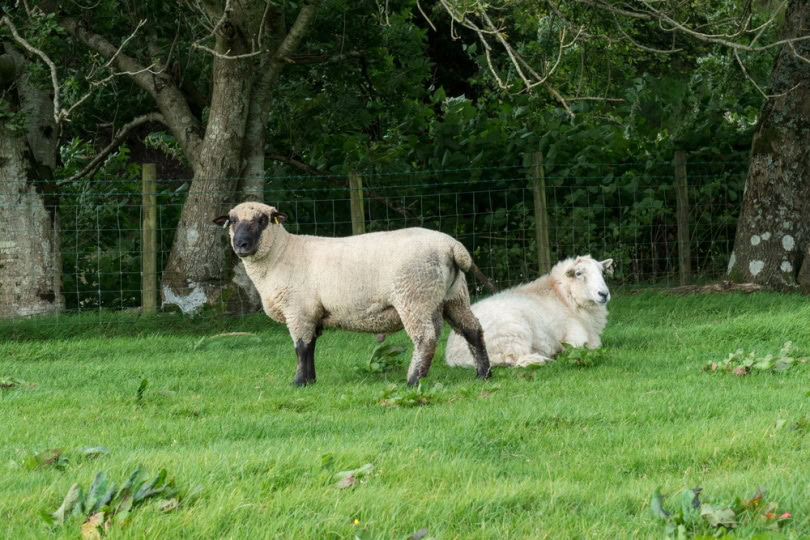 Shropshire sheep grazing in the grass