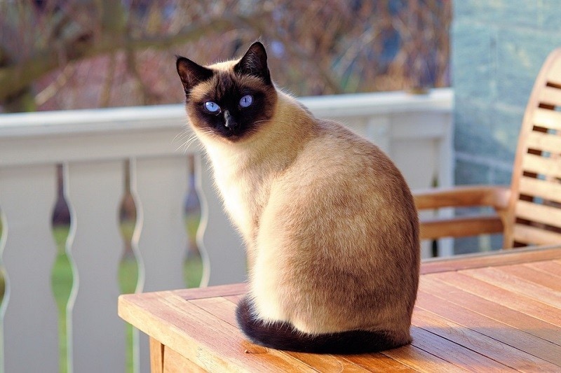Siamese cat sitting on table