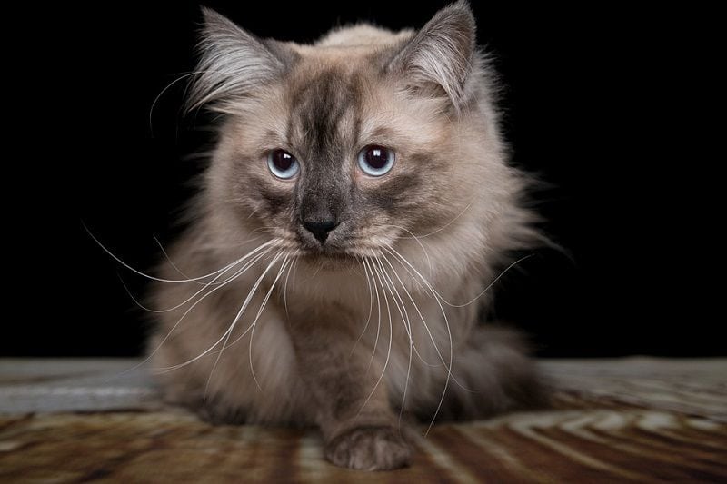 12 Cat Breeds With Ear Tufts (With Info & Pictures) | PangoVet