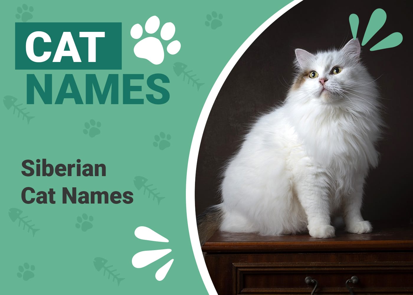 500 Most Popular Siberian Cat Names: Great Options for Your Wintery Cat ...