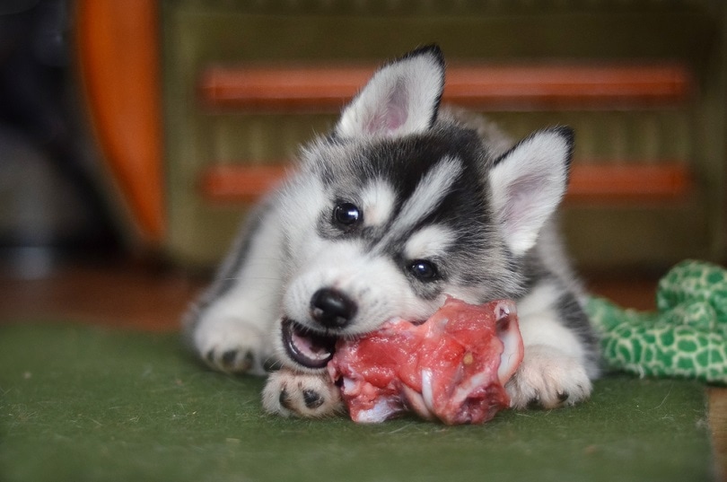 Siberian-husky-dog-puppy-eating-a-meat_Hyper-Set_shutterstock