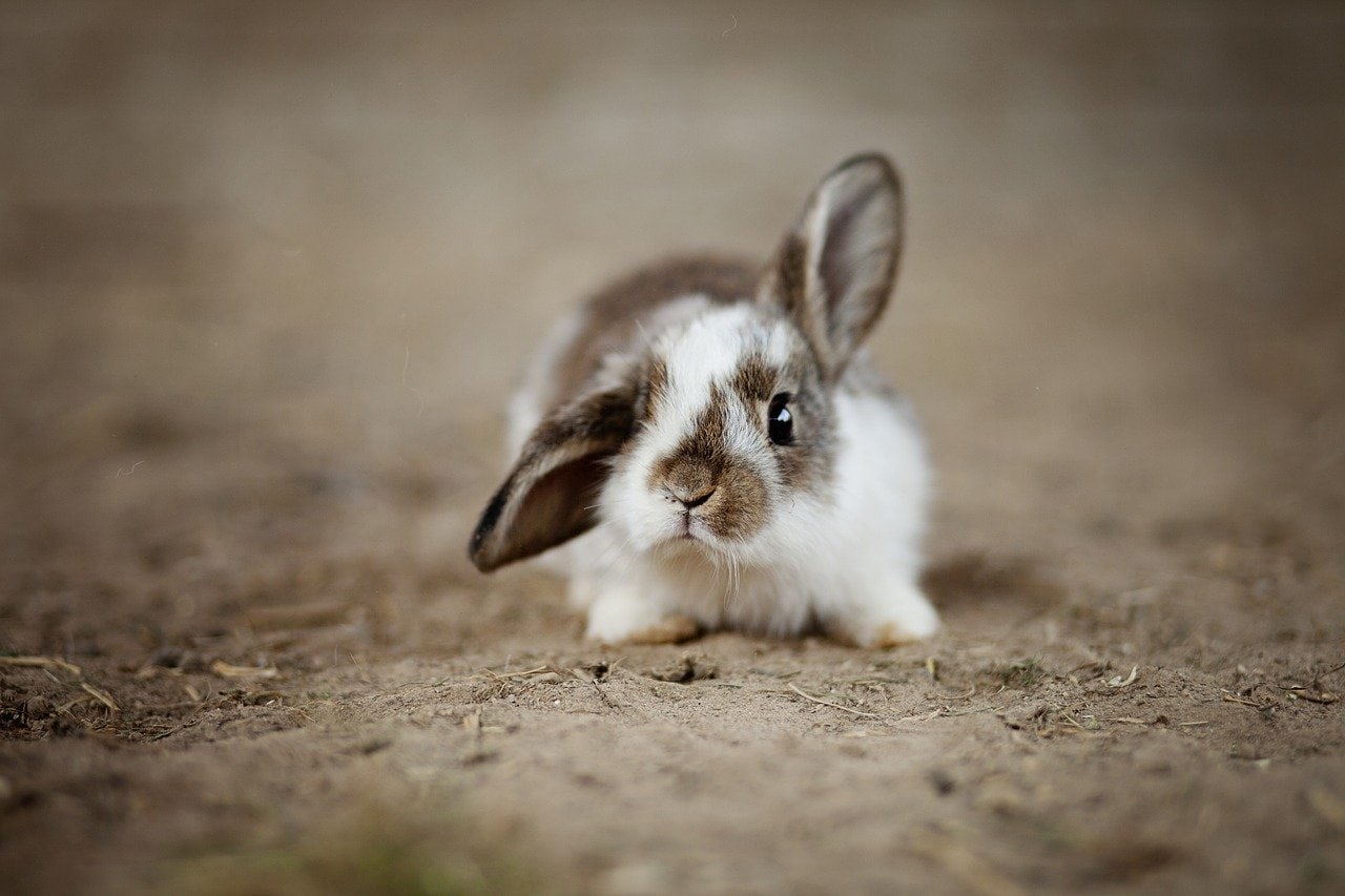 100+ Funny Rabbit Names for Your Silly Bunny | PangoVet