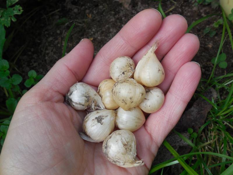 Small bulbs of decorative roundhead onion