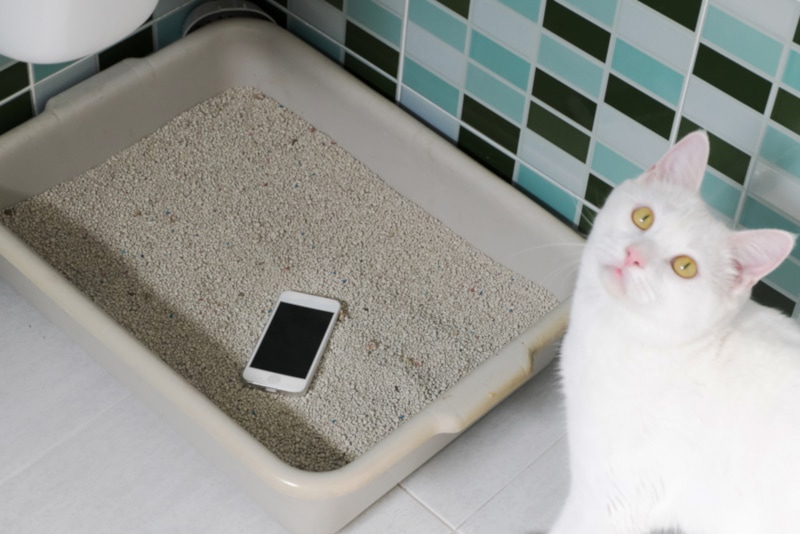 Smartphone placed in a litterbox