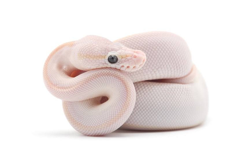 50 Types of Ball Python Morphs & Colors: Info & Facts (With Pictures ...