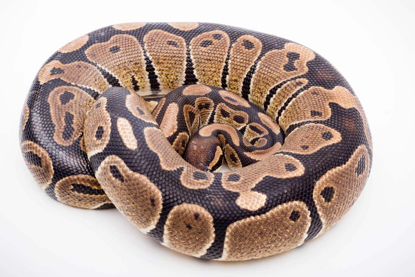 10 Interesting Spider Ball Python Morph Facts To Know (2025 Update ...