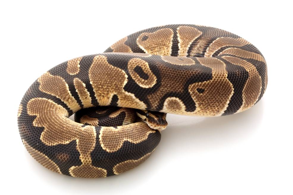 10 Interesting Spider Ball Python Morph Facts To Know (2025 Update ...