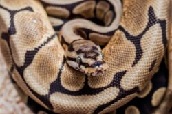Spider Ball Python Morph: Info, Pictures, Care Guide & More | PangoVet