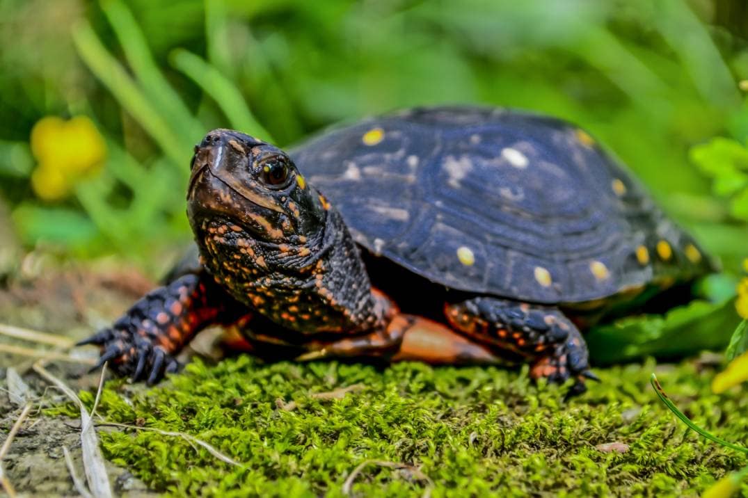 Do Turtles Like to Be Held or Pet? Tips, Facts & FAQ PangoVet