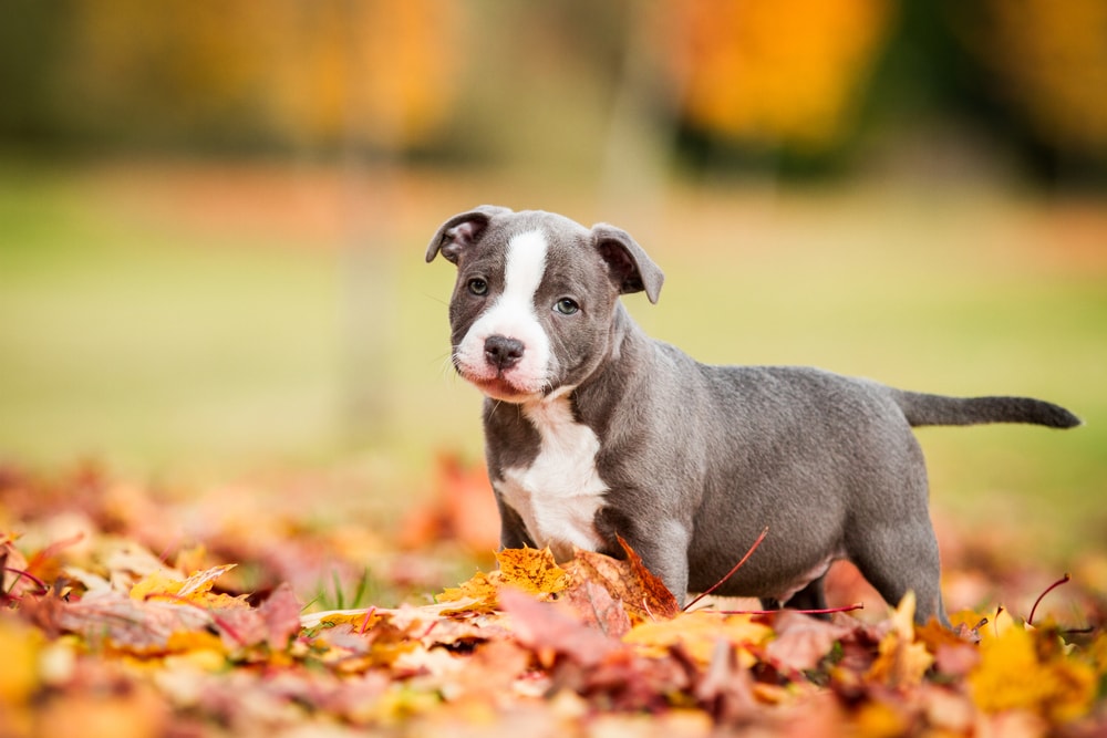 Staffordshire bull terrier puppy playing in fall leaves