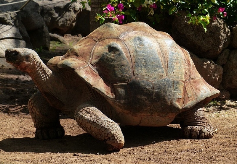 Standing Tortoise