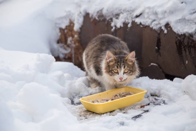 How Do Stray and Feral Cats Survive Winter Facts & FAQ PangoVet