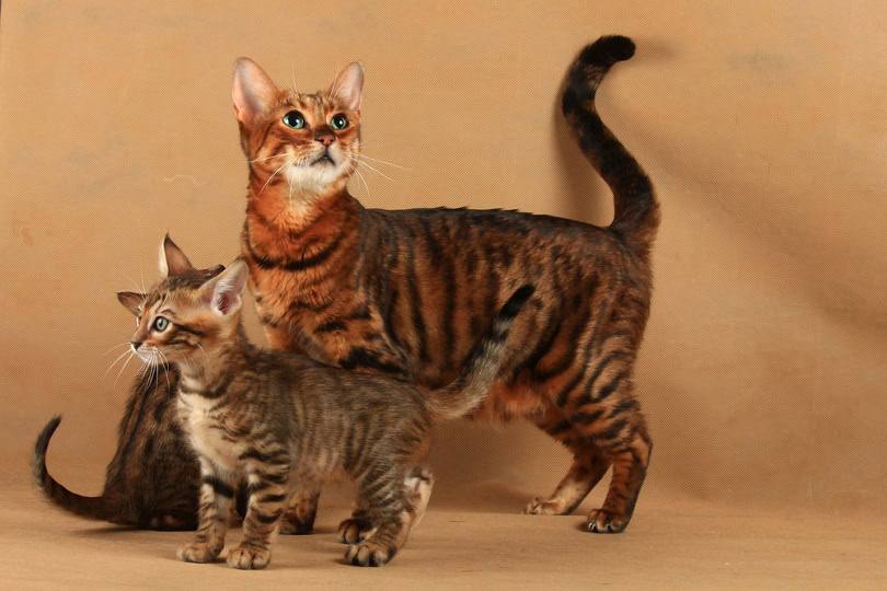 How Much Does a Toyger Cat Cost? 2024 Price Overview PangoVet
