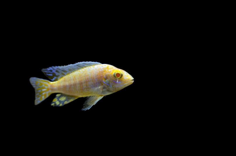 40 Types of Cichlids for Your Aquarium (With Info & Pictures) | PangoVet