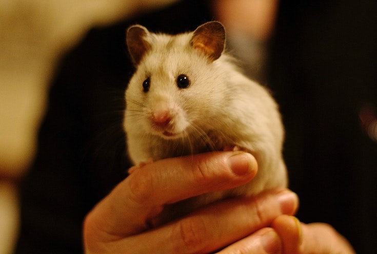 Syrian Hamster being carried