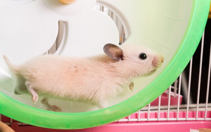 How Fast Can a Hamster Run? Facts & Care Tips PangoVet