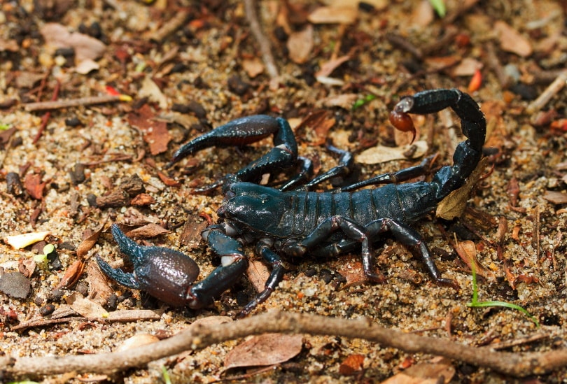 Tanzanian red clawed scorpion