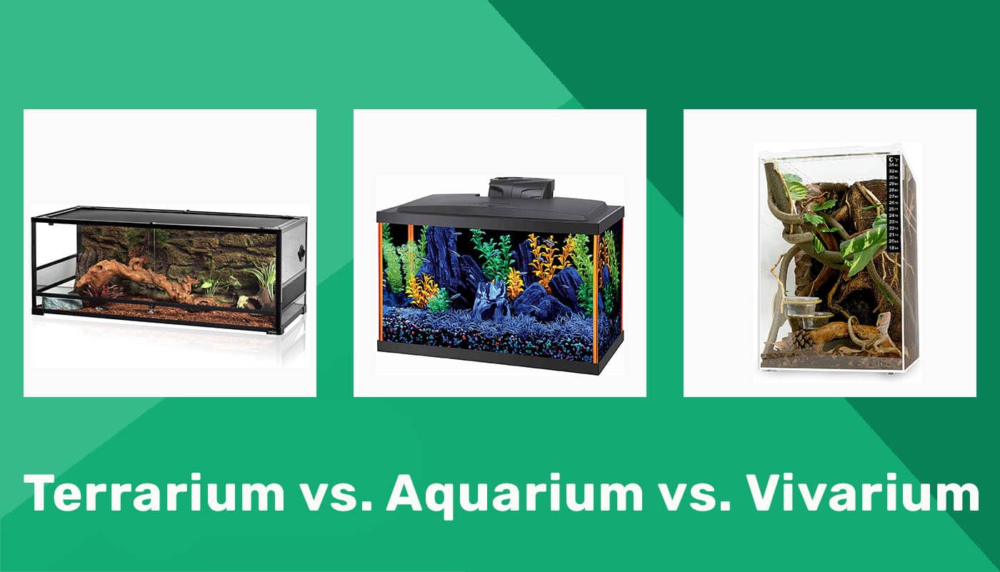 Terrarium vs. Aquarium vs. Vivarium The Differences Explained PangoVet