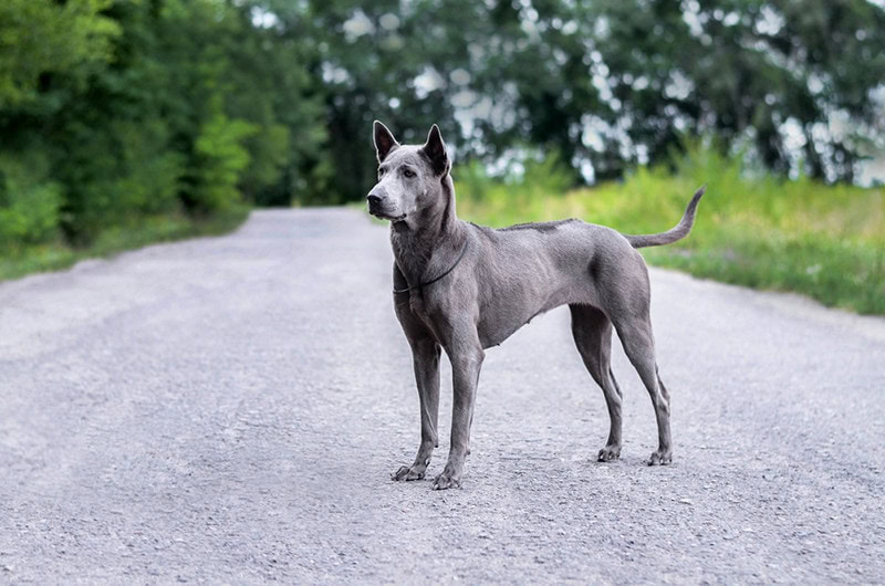 Thai Ridgeback Dog Breed Guide: Info, Pictures & Care | PangoVet