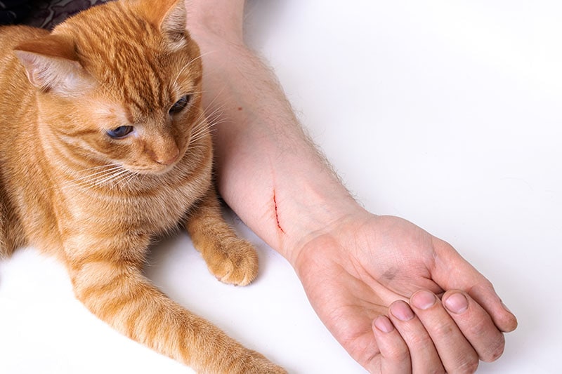 Can You Get Rabies from a Cat Scratch? VetReviewed Risks & Precautions