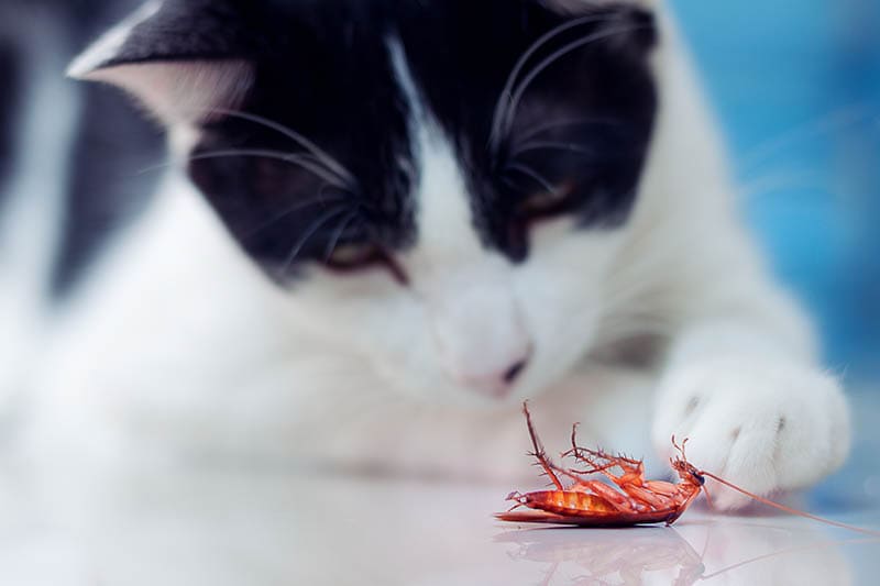 The cockroach's dead by a cat