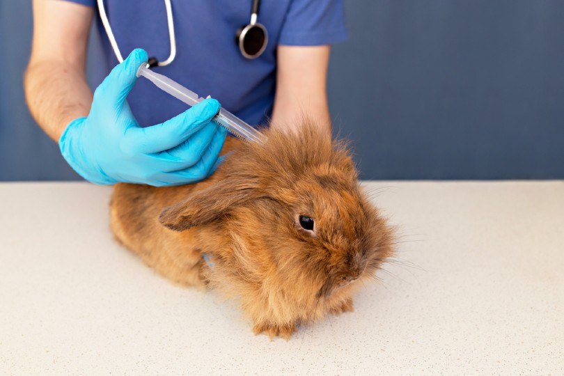 rabbit and vet._Anna-Kharchenko, Shutterstock