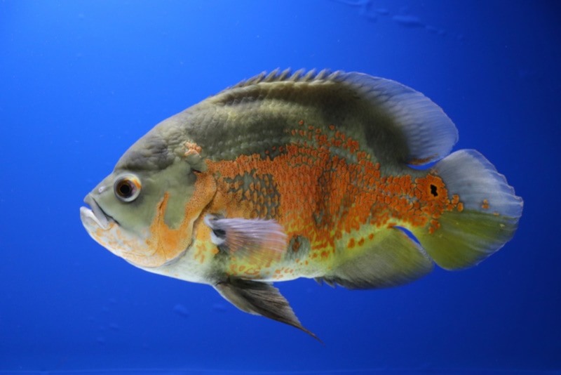 Tiger oscar fish in tank