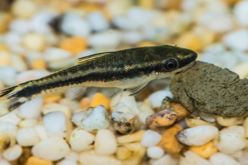 Can Goldfish Eat Algae Wafers? VetReviewed Nutrition Facts & FAQ