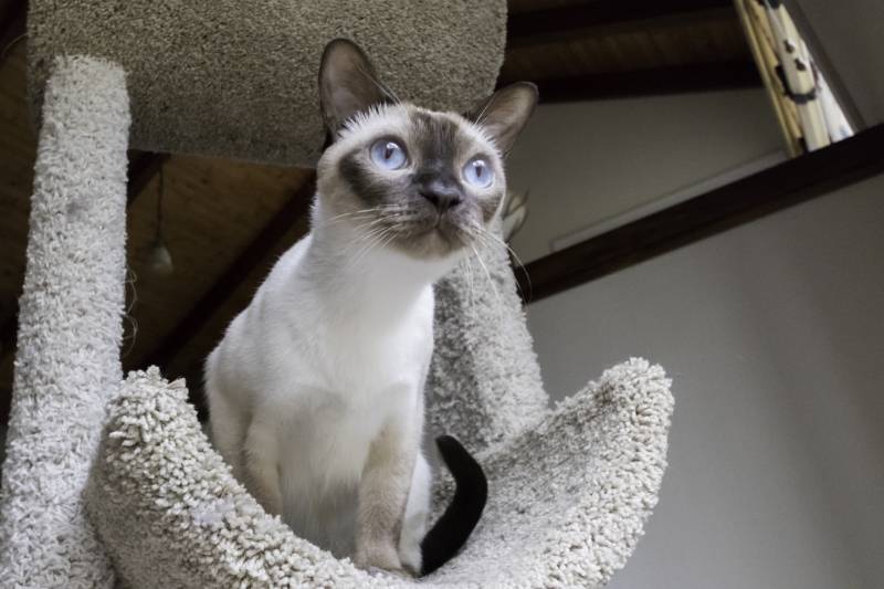 Tonkinese cat looking on cat tower