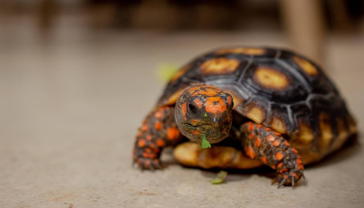 Can Tortoises Eat Celery? What You Need to Know (Vet-Reviewed 