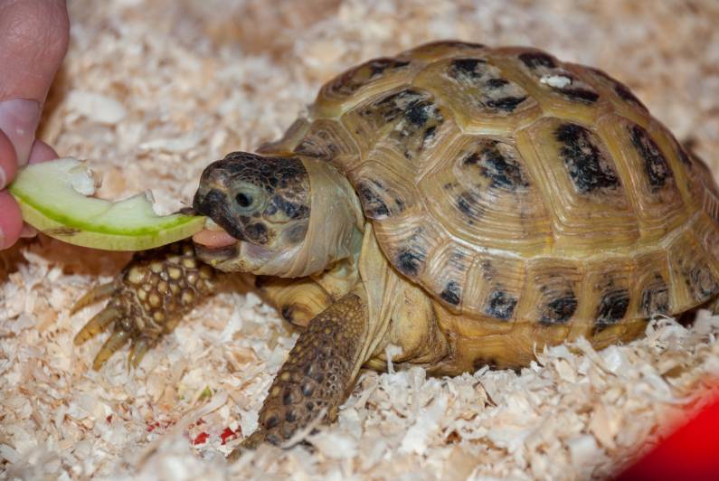 Can Tortoises Eat Apples? What You Need to Know (Vet Reviewed 