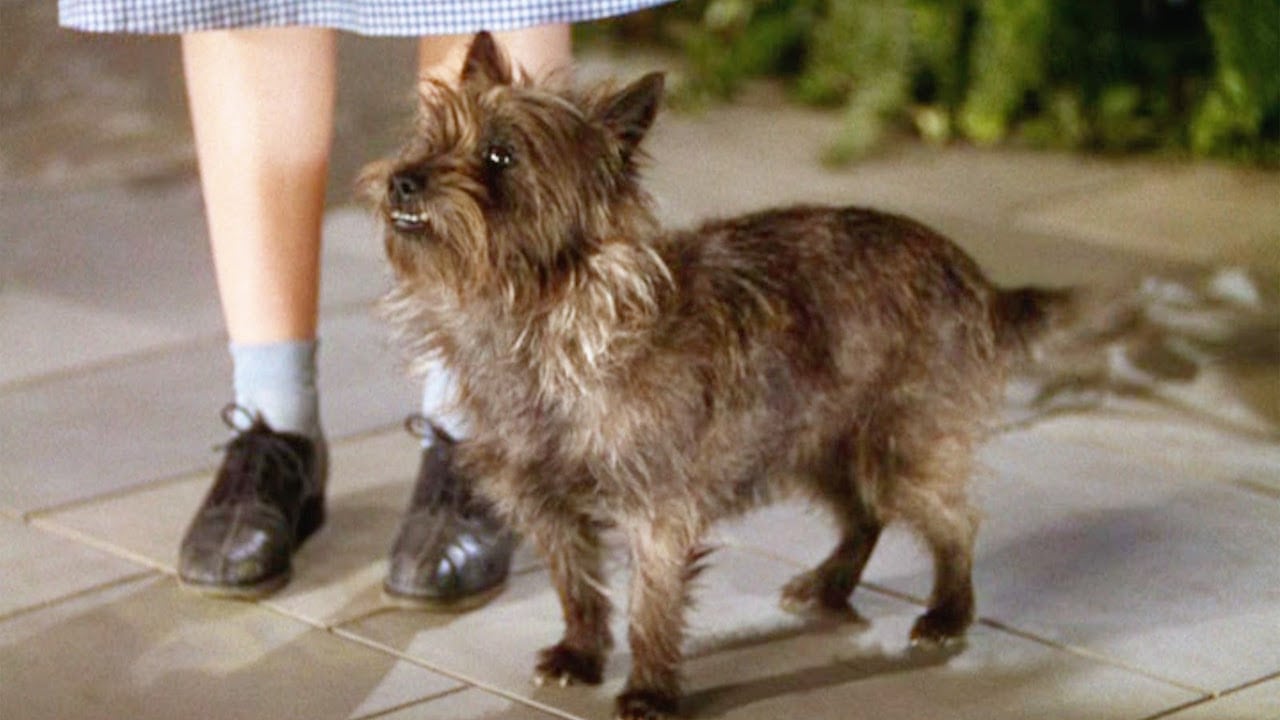 Toto from The Wizard of Oz