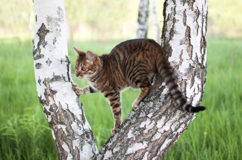 How Much Does a Toyger Cat Cost? 2024 Price Overview PangoVet