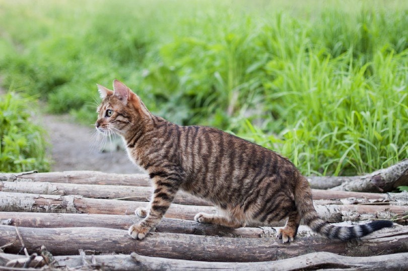 Toyger-cat-outdoors_
