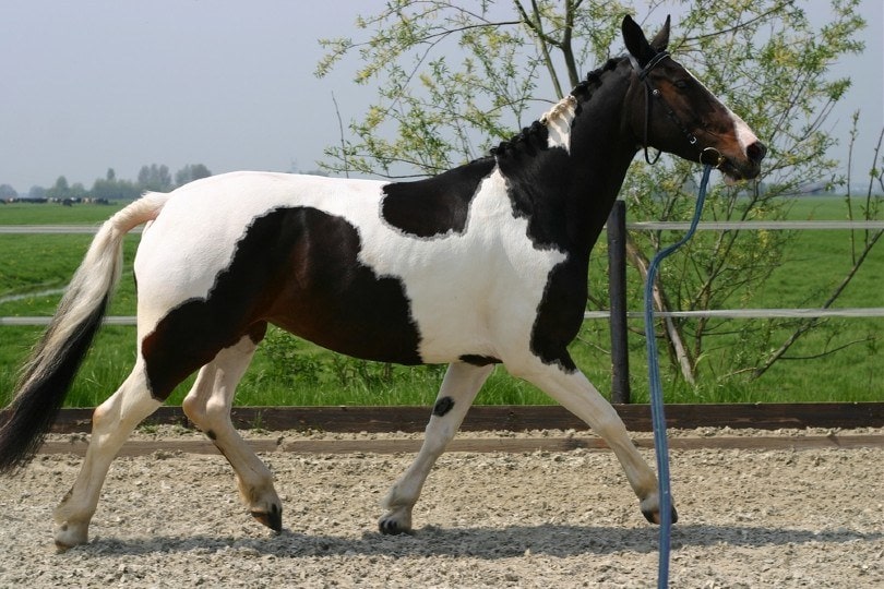 Trotting horse on a line