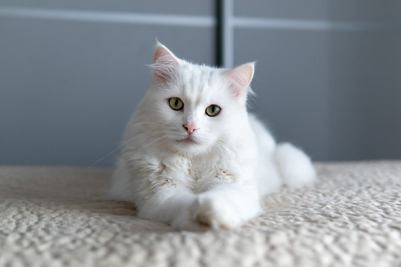 Turkish Angora lying on the carpet