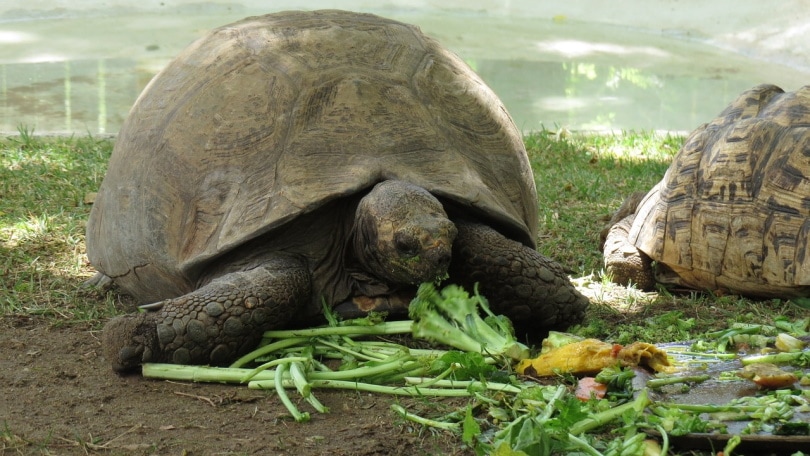 tortoise eating broccoli