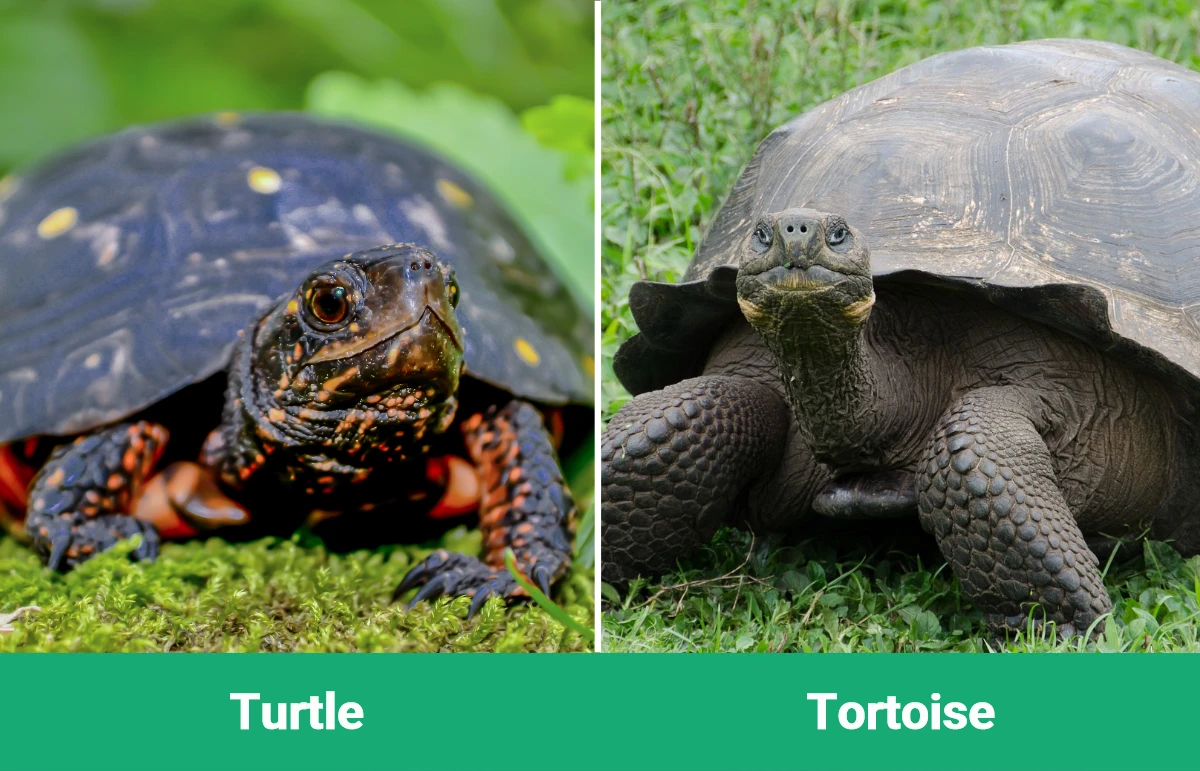 Turtle vs Tortoise - Visual Differences