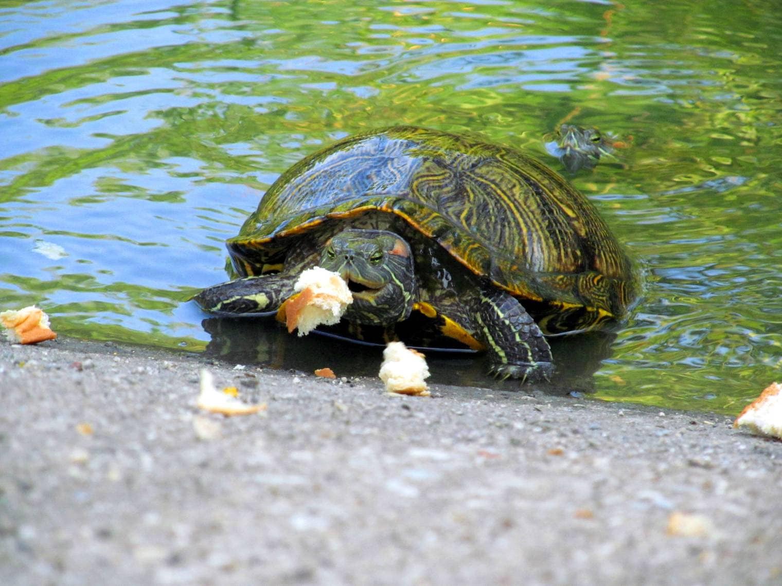 7 Common Diseases in Aquatic Turtles: Signs, Causes &amp; Treatments 