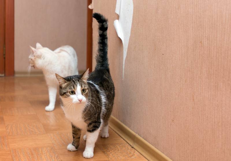 Why Is My Cat Kicking the Wall? Possible Reasons & Solutions PangoVet